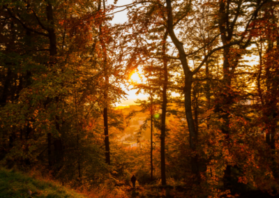 Everyday Ayurveda: Supportive Seasonal Rhythms